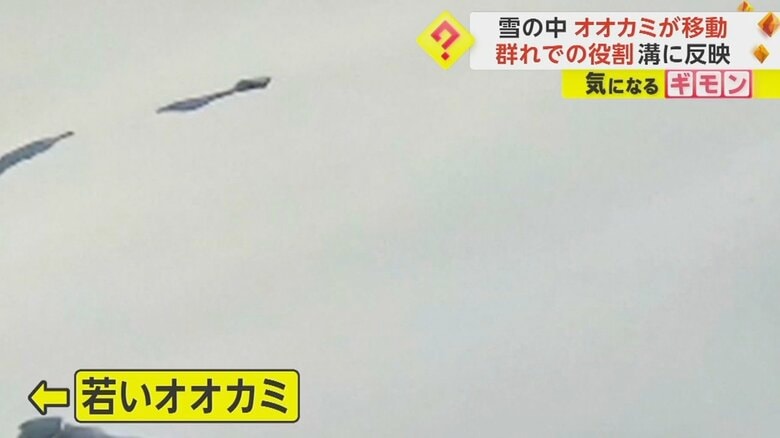 力あふれる若いオオカミが先頭になり進んでいる