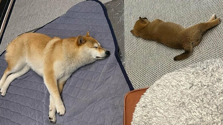 同じ体制で寝たりもする