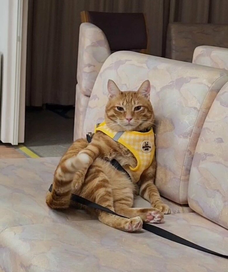 くつろぐむー隊長