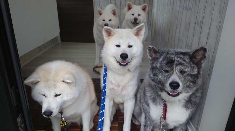 散歩でテンションが上がる様子