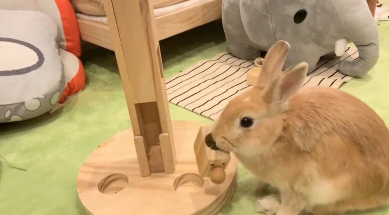 提供：げんまいとうるちさん