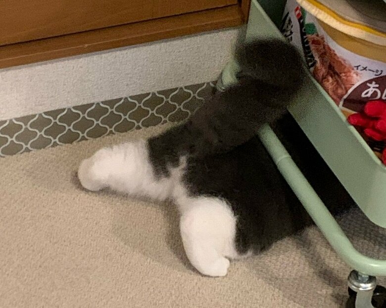 短くて柔らかそうなおもちちゃんの脚