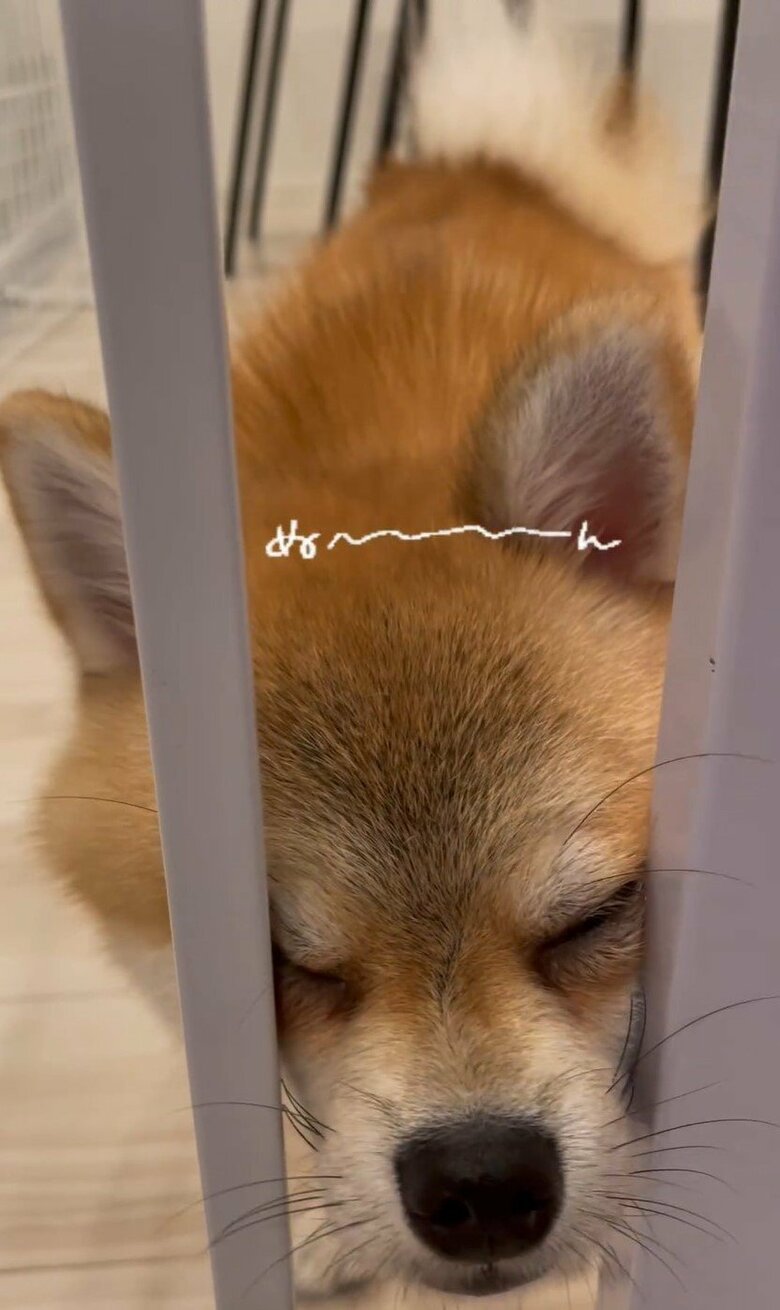 柵の隙間に顔をうずめる