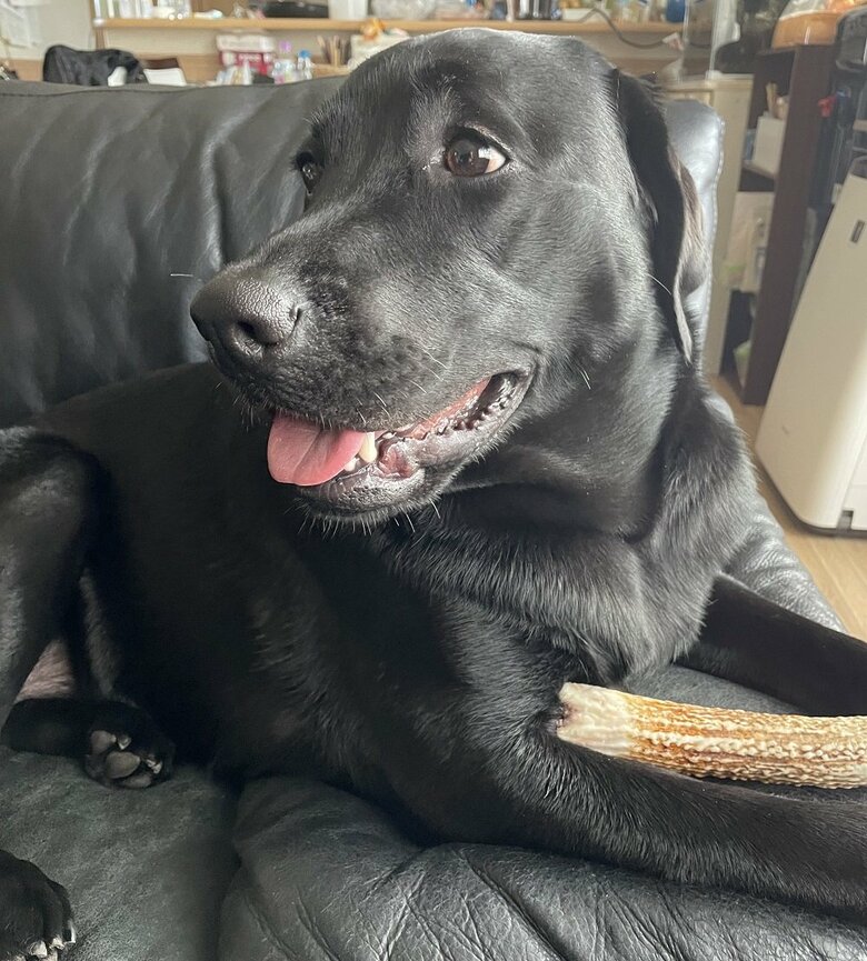 つぶらな瞳がかわいらしい