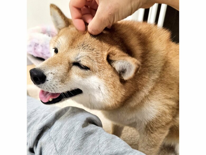 提供：kuroazu_beansさん