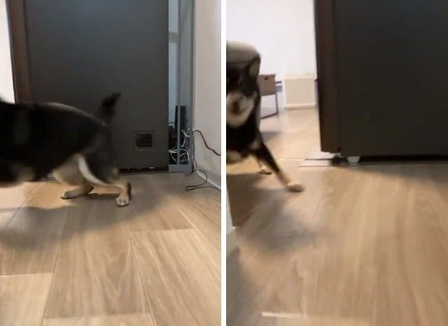 チラッと見えたかと思いきやダッシュ