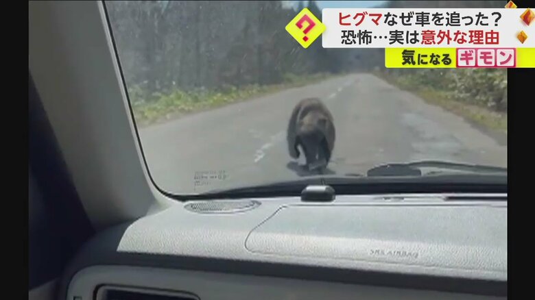 慌ててバックしようとした車を追いかけるクマ（視聴者撮影）