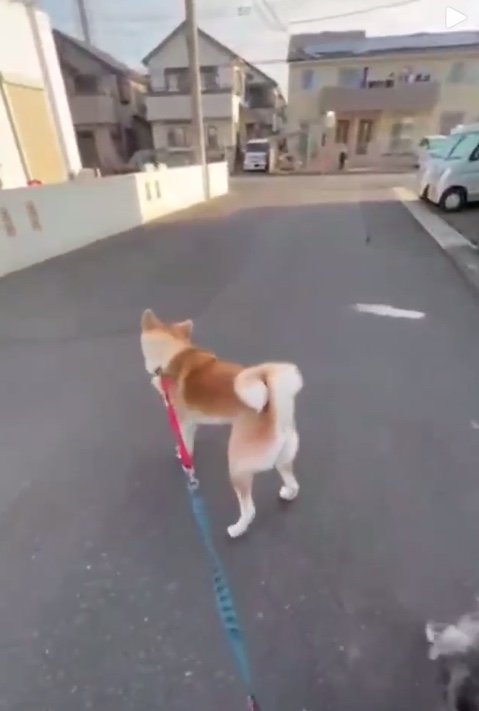 提供：秋田犬 杏(あん)と蓮(れん)さん