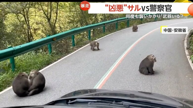 道路を占拠したサルの群れが警察官に襲い掛かる一部始終①
