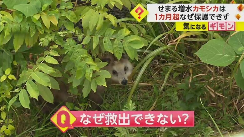 植物の影に隠れて、こちらを見る子どものカモシカ