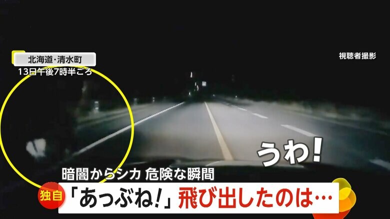 走行中の車の前にシカが突然飛び出す瞬間（13日午後7時半頃、北海道・清水町）⑤