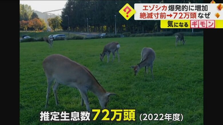 現在、北海道に72万頭が生息すると推定されているシカ