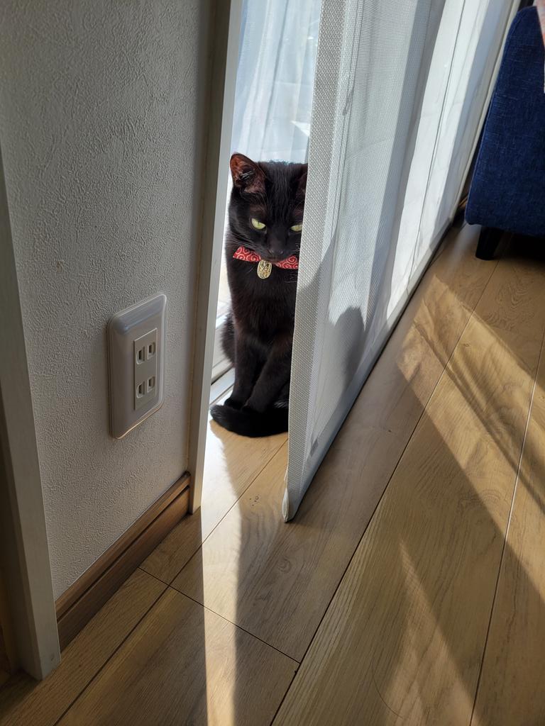 提供：仔猫を拾ったので