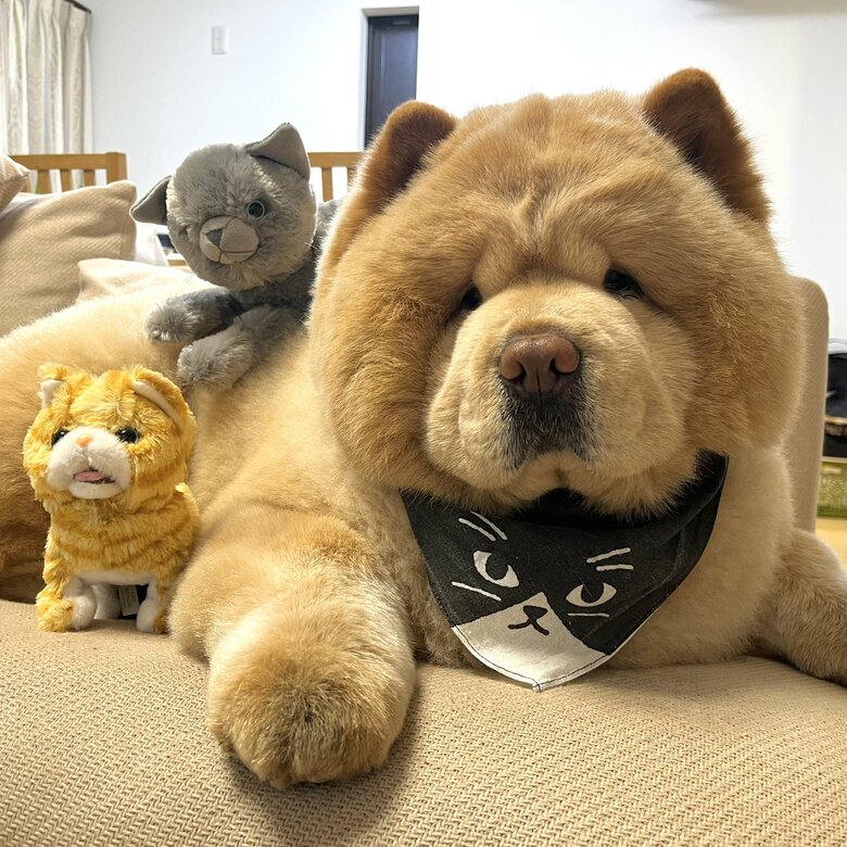 猫のぬいぐるみと一緒に