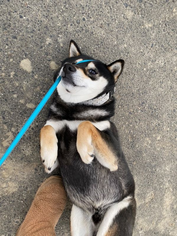 提供：柴犬むさしとこじろうさん