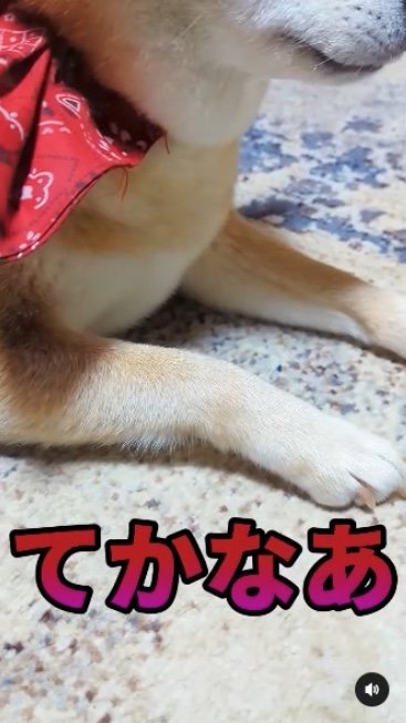 提供：柴犬スティーブch【コーギーと猫を添えて】さん