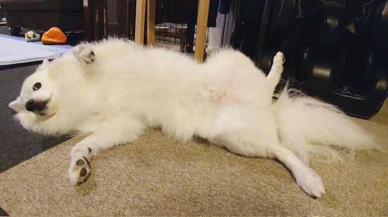 おなかなでてどうぞ