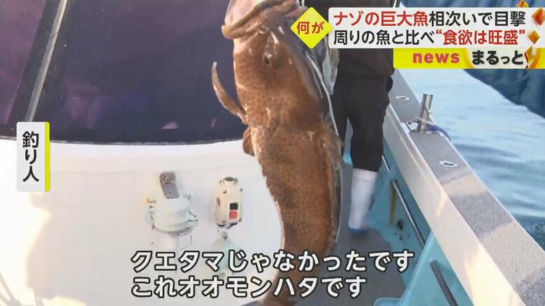 別の魚だった