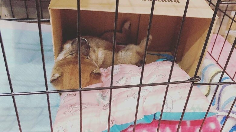 お迎えして1日目にはへそ天