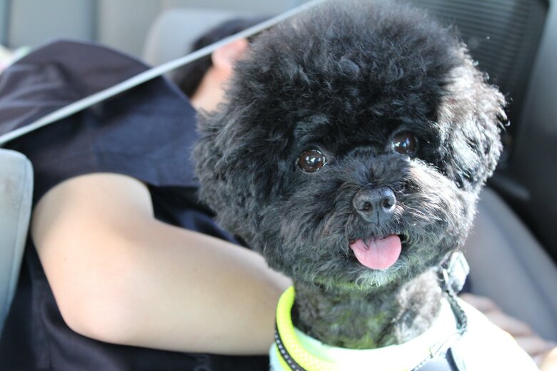 同居するマルプーのココアちゃん（メス・4歳）