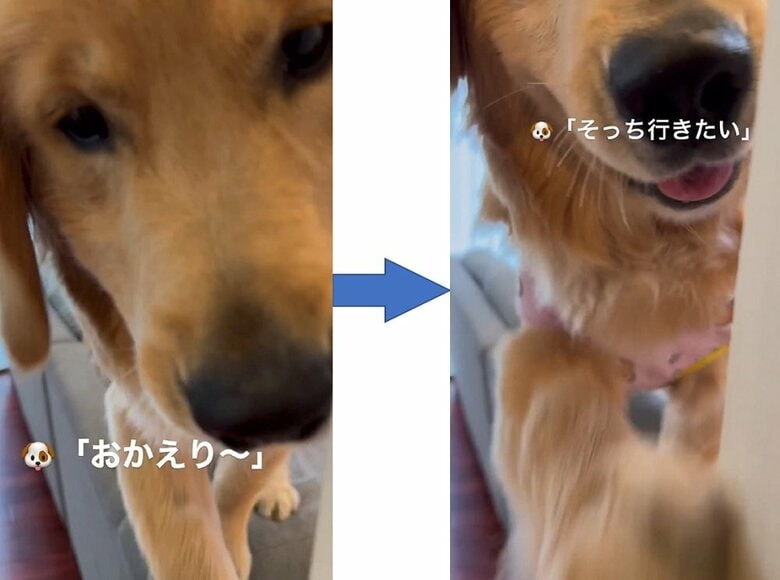 「そっち行きたい」と前足ちょいちょい