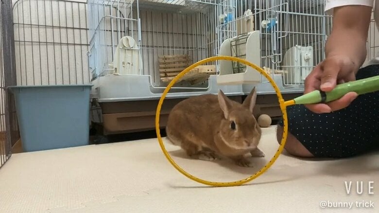 輪くぐり