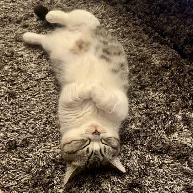 ふわふわラグの上でもヘソ天寝