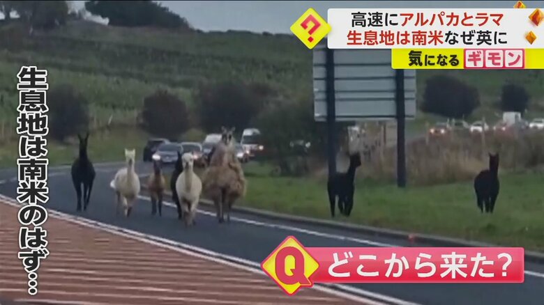 高速道路に現れたアルパカとラマの後ろで、多数の車が停まっている