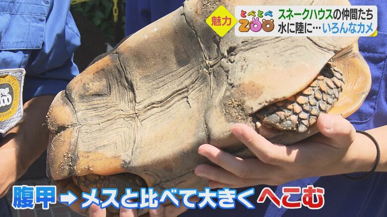 「腹甲」で性別を見分けることができるという