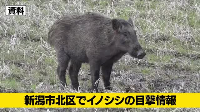 【イノシシ】新潟市北区でイノシシ目撃　体長約1メートル、警察が警戒活動