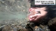 遺伝子を守る！在来ヤマメの復活に挑む若き組合長の夢と「移植放流」の手応え