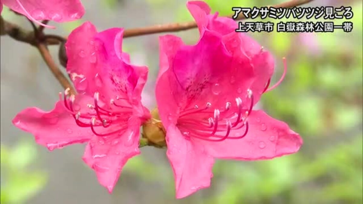 上天草市でアマクサミツバツツジが見ごろ【熊本】｜FNNプライムオンライン
