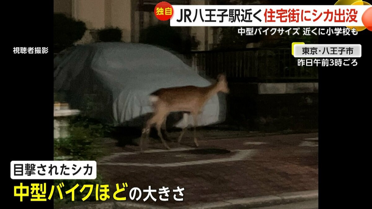 車道に飛び出してきて…」八王子駅近くに野生のシカ出没！住宅街を疾走