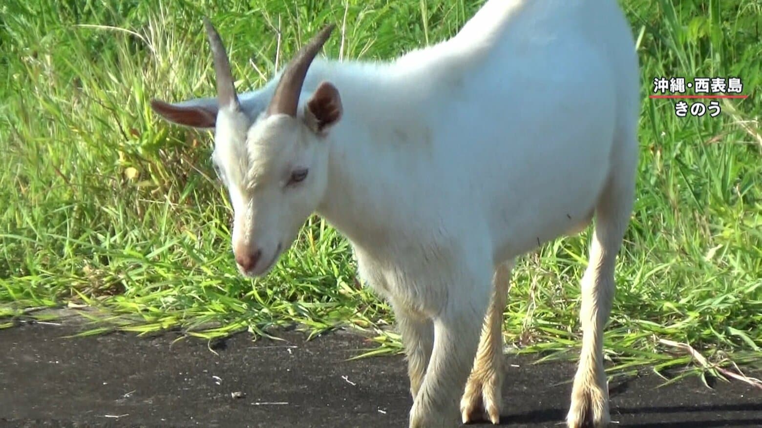 【独自取材】“野ヤギ”で西表島の生態系に狂い？大量繁殖でマングローブなど固有種に影響も｜FNNプライムオンライン