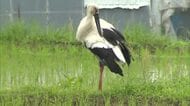 「今年も元気に来てくれた」国の特別天然記念物・コウノトリ３羽が美咲町の田んぼに飛来【岡山】