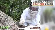 緊迫！スズメバチ駆除に密着　住宅街で見つかった50センチの巣　山の環境変化で「生息域が人里に」専門家が指摘