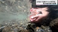 遺伝子を守る！在来ヤマメの復活に挑む若き組合長の夢と「移植放流」の手応え