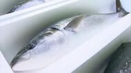 長崎県の魚介類の輸出額が過去最高を更新！注目は「活ブリ」刺身を食べる文化の韓国にすべて輸出！価格高騰で輸出額は前年比1.5倍！