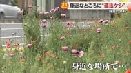 通学路に“麻薬の原料”となる違法ケシを発見　取材すると次々に発見　住民からの通報で毎年3万本除去【岡山発】