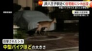 「車道に飛び出してきて…」八王子駅近くに野生のシカ出没！住宅街を疾走し住民騒然　群れからはぐれたか？専門家「むやみに近づくな」