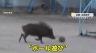イノシシが小学校校庭でボール遊び？鼻で