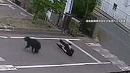住宅密集地でクマが男性に飛びつき…4人を次々と襲う　建物内に侵入し居座り　専門家「人に接触し興奮状態に」　福島市