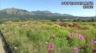 南阿蘇村で秋を彩るコキアとコスモス見ごろ【熊本】