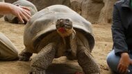 【動画で見る】推定141歳のガラパゴスゾウガメ「グランマ」死ぬ　アメリカ・サンディエゴ動物園