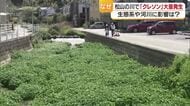 松山の住宅街の川一面になぜ…食用の外来植物「クレソン」大量発生　洪水や寄生虫のリスクも【愛媛】　