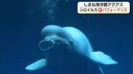 期間限定のパフォーマンス！アクアスのシロイルカが“いつもよりも多め”「幸せのバブルリング」（島根）