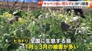 高騰キャベツ食い荒らす“ヒヨドリ”被害「今年は特にひどい」農家を悩ます大群襲来…夏の暑さで木の実少なく人里に　大分・日出町