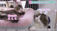 【福島発:ほっこり映像】 会津鉄道芦ノ牧温泉駅 ねこ駅長