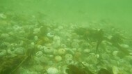 豊かな海が一変…カメラが捉えた海底一面の「死んだウニ」放流約8割 10億円超が被害