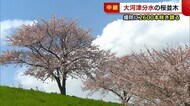 10kmにわたる“大河津分水の桜並木” 2600本のソメイヨシノ咲き誇る【新潟・燕市】